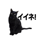 黒猫のメグロモグロ（個別スタンプ：8）