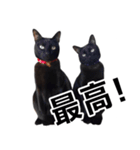 黒猫のメグロモグロ（個別スタンプ：9）