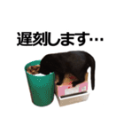 黒猫のメグロモグロ（個別スタンプ：10）