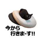黒猫のメグロモグロ（個別スタンプ：11）