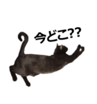 黒猫のメグロモグロ（個別スタンプ：12）