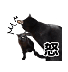 黒猫のメグロモグロ（個別スタンプ：13）