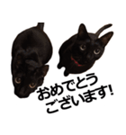 黒猫のメグロモグロ（個別スタンプ：14）