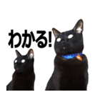 黒猫のメグロモグロ（個別スタンプ：15）