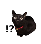 黒猫のメグロモグロ（個別スタンプ：16）