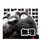 黒猫のメグロモグロ（個別スタンプ：17）