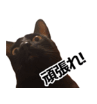 黒猫のメグロモグロ（個別スタンプ：22）
