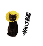 黒猫のメグロモグロ（個別スタンプ：23）