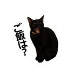 黒猫のメグロモグロ（個別スタンプ：25）