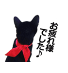 黒猫のメグロモグロ（個別スタンプ：26）