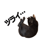 黒猫のメグロモグロ（個別スタンプ：28）