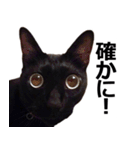 黒猫のメグロモグロ（個別スタンプ：29）