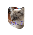 猫の一日を可愛くしたよ（個別スタンプ：10）