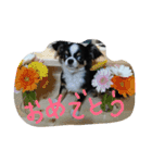 かるび2（個別スタンプ：4）