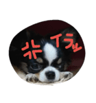 かるび2（個別スタンプ：7）