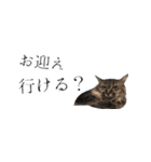 癒し猫**実写**日常会話+ママ友Ver（個別スタンプ：19）