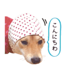 【柴犬写真】よく使う返事とあいさつ（個別スタンプ：10）