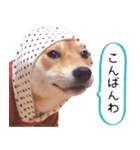 【柴犬写真】よく使う返事とあいさつ（個別スタンプ：11）