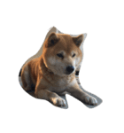 ジャイアン(柴犬)（個別スタンプ：2）