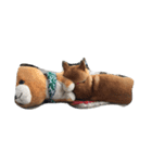 ジャイアン(柴犬)（個別スタンプ：3）