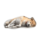 ジャイアン(柴犬)（個別スタンプ：5）