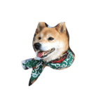 ジャイアン(柴犬)（個別スタンプ：6）