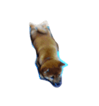 ジャイアン(柴犬)（個別スタンプ：7）
