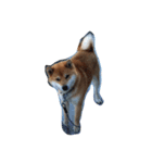 ジャイアン(柴犬)（個別スタンプ：8）