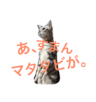 やすいねこ（個別スタンプ：4）