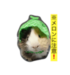 ビスケとタルト（個別スタンプ：3）