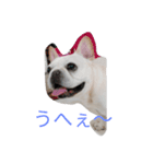 愛らしいフレブル、花沢さん（個別スタンプ：5）