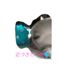 愛らしいフレブル、花沢さん（個別スタンプ：6）
