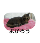 荊夏 その2（個別スタンプ：12）