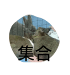 仲間の会話（個別スタンプ：1）
