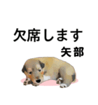 矢部さん用の名前スタンプ・子犬イラスト（個別スタンプ：8）