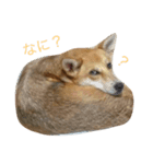 雑種のらんちゃん（個別スタンプ：7）