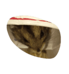 ジャンガリアン（個別スタンプ：3）