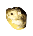 ジャンガリアン（個別スタンプ：4）