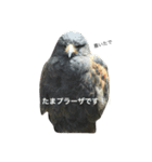 梟と田園都市線と（個別スタンプ：10）