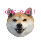柴犬きなこ（個別スタンプ：1）