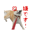 柴犬きなこ（個別スタンプ：2）