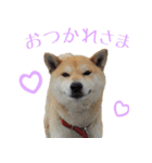 柴犬きなこ（個別スタンプ：3）