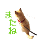 柴犬きなこ（個別スタンプ：4）