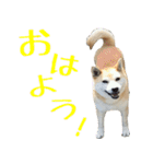 柴犬きなこ（個別スタンプ：5）