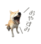 柴犬きなこ（個別スタンプ：6）
