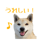 柴犬きなこ（個別スタンプ：7）