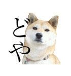 柴犬きなこ（個別スタンプ：8）