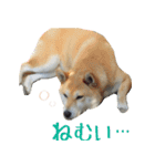 柴犬きなこ（個別スタンプ：9）