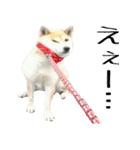 柴犬きなこ（個別スタンプ：10）