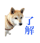 柴犬きなこ（個別スタンプ：11）